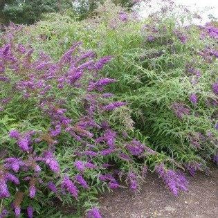 Border Beauty Buddleja davidii Budleja dawida 2