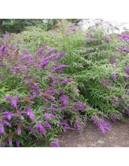 Budleja dawida Border Beauty Buddleja davidii