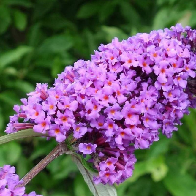 Budleja dawida Buddleja davidii Border Beauty