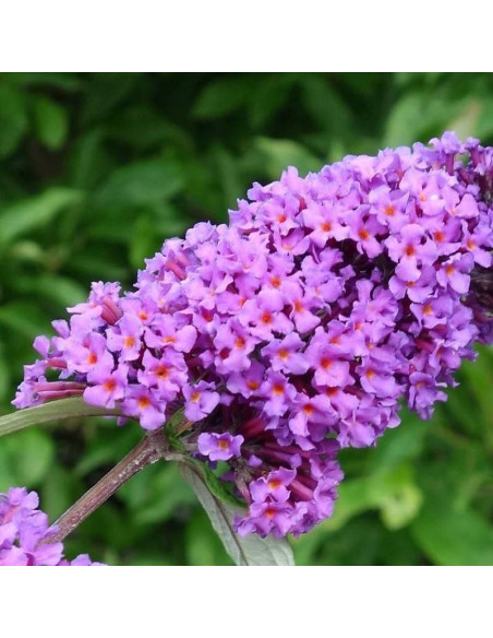 Budleja dawida Buddleja davidii Border Beauty