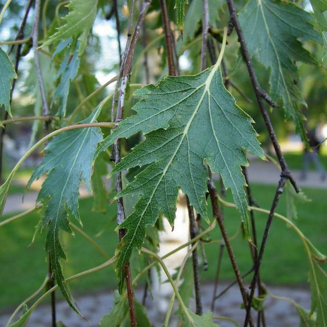 Brzoza brodawkowata Dalecarlica Betula pendula