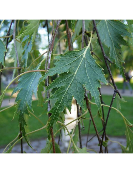 Brzoza brodawkowata Dalecarlica Betula pendula
