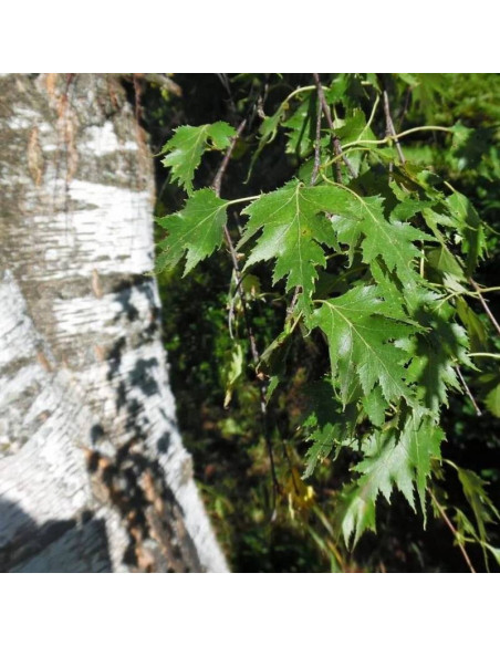 Dalecarlica Betula pendula Brzoza brodawkowata