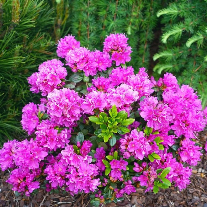 Azalia japońska Geisha Lilac Rhododendron obtusum