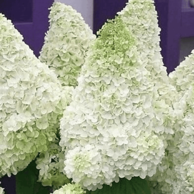 Polar Bear PBR Hortensja bukietowa Hydrangea paniculata