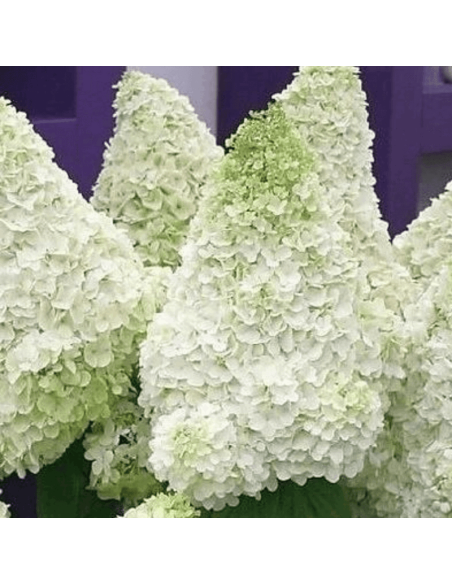 Polar Bear PBR Hortensja bukietowa Hydrangea paniculata