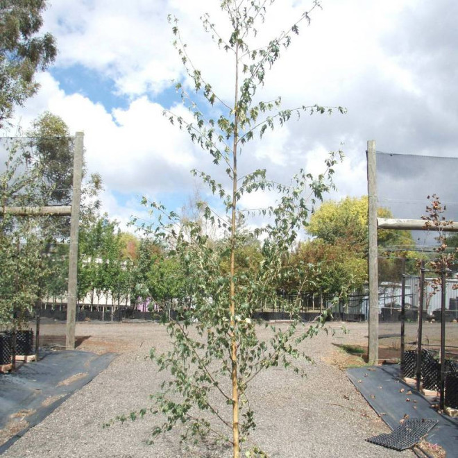 Brzoza brodawkowata Dalecarlica Betula pendula - Szkółka Florela
