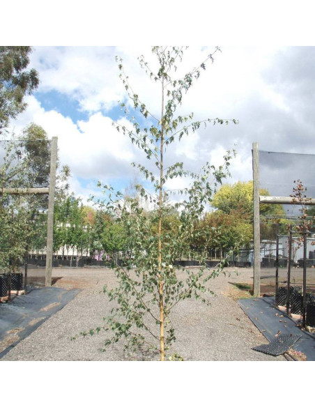 Brzoza brodawkowata Dalecarlica Betula pendula - Szkółka Florela
