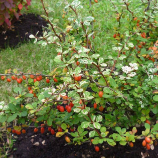 Berberys thunberga Kelleriis Berberis thunbergii