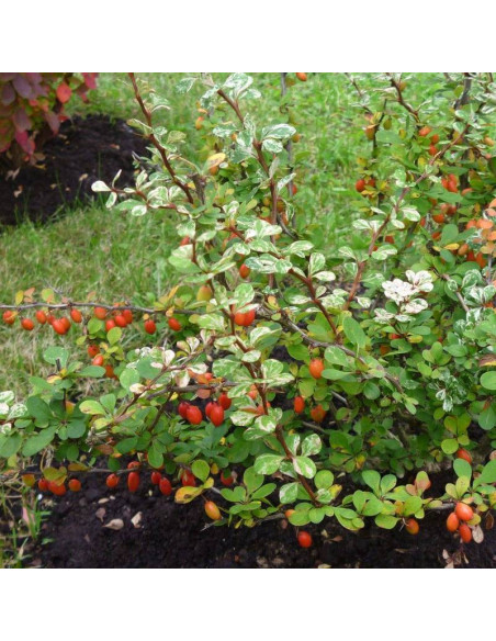 Berberys thunberga Kelleriis Berberis thunbergii