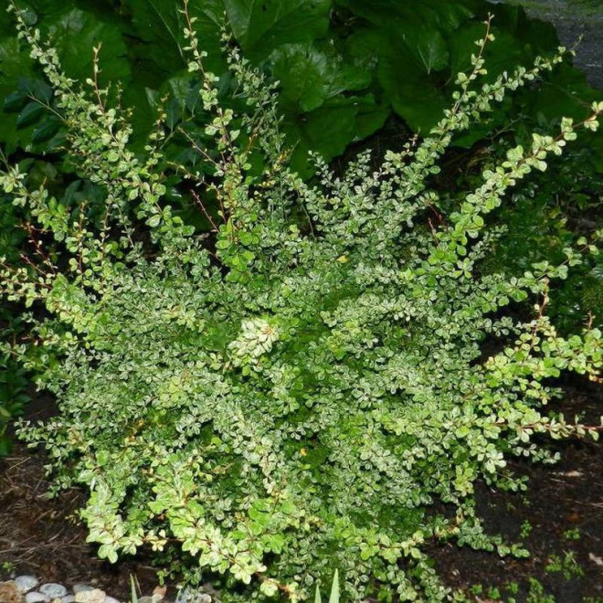 Kelleriis Berberis thunbergii Berberys thunberga