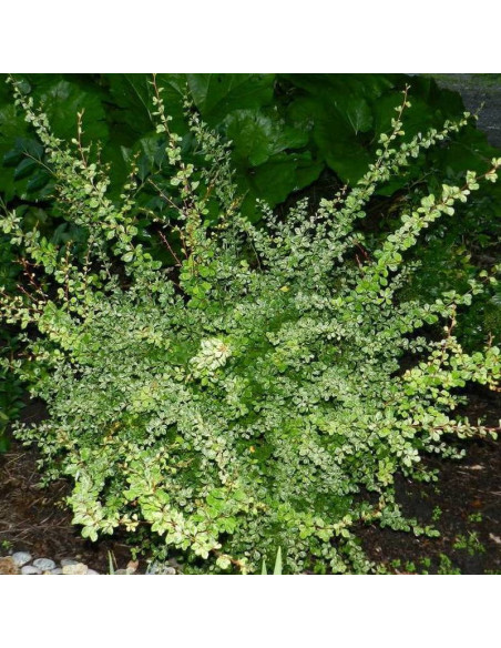 Kelleriis Berberis thunbergii Berberys thunberga