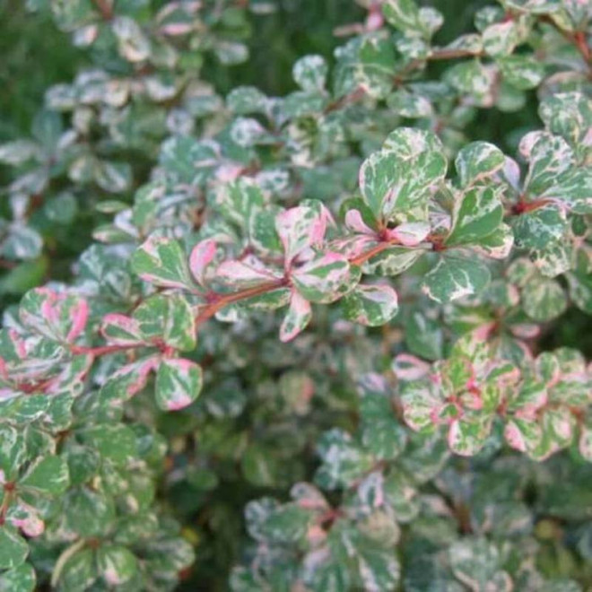 Berberys thunberga Berberis thunbergii Kelleriis