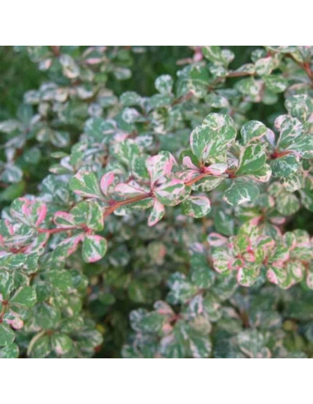 Berberys thunberga Berberis thunbergii Kelleriis