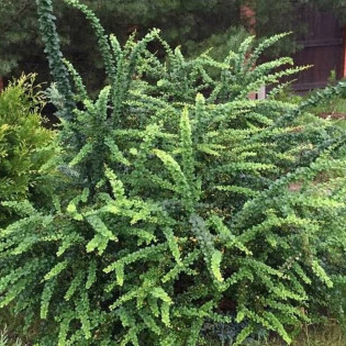 Green Ornament Berberis thunbergii Berberys thunberga