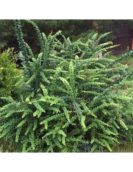 Green Ornament Berberis thunbergii Berberys thunberga