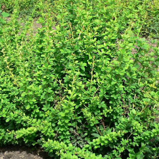 Berberys thunberga Green Ornament Berberis thunbergii Berberys thunberga Green Ornament Berberis thunbergii