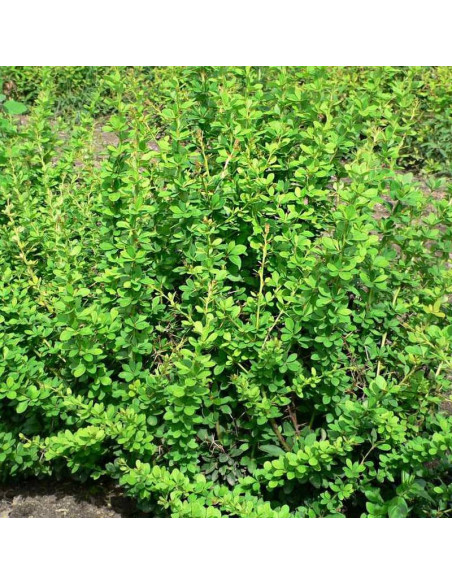 Berberys thunberga Green Ornament Berberis thunbergii
