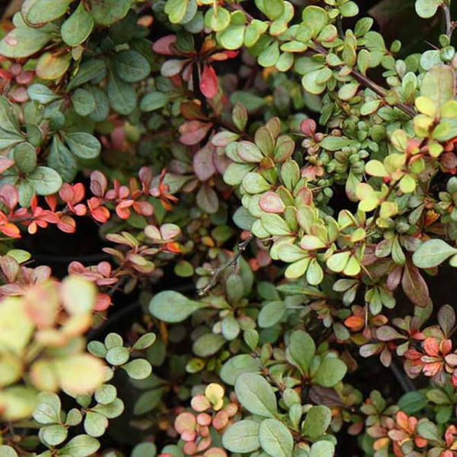 Berberys thunberga Green Ornament Berberis thunbergii  - Florela Berberys thunberga Green Ornament Berberis thunbergii  - Florela