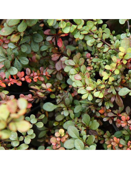 Berberys thunberga Green Ornament Berberis thunbergii  - Florela