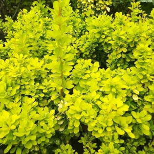 Berberys thunberga Golden Horizon PBR Berberis thunbergii