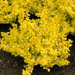 Berberys thunberga Golden Horizon PBR Berberis thunbergii 2