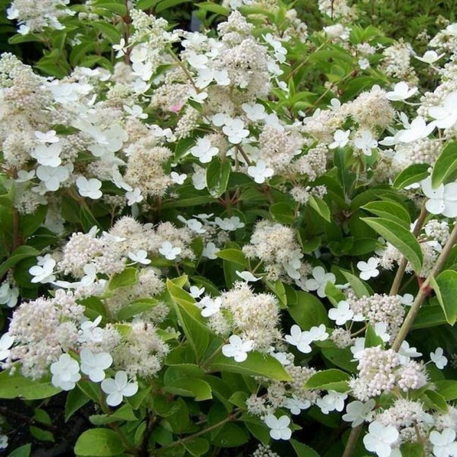 Hortensja bukietowa Prim White PBR Hydrangea paniculata