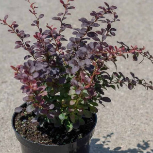 Berberys thunberga Dart's Purple Berberis thunbergii