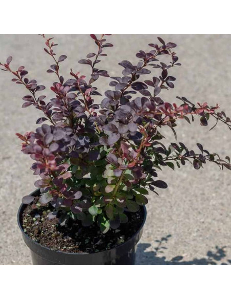 Berberys thunberga Dart's Purple Berberis thunbergii