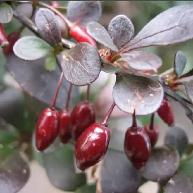 Dart's Purple Berberis thunbergii Berberys thunberga
