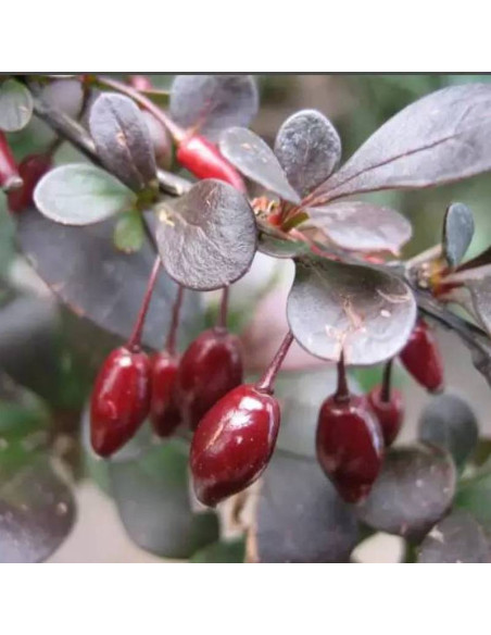 Dart's Purple Berberis thunbergii Berberys thunberga