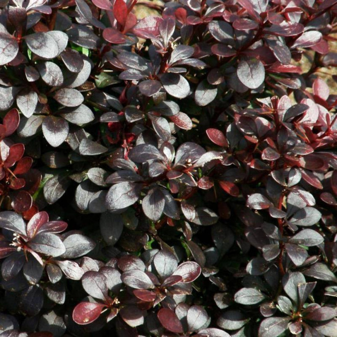 Berberys thunberga Berberis thunbergii Dart's Purple