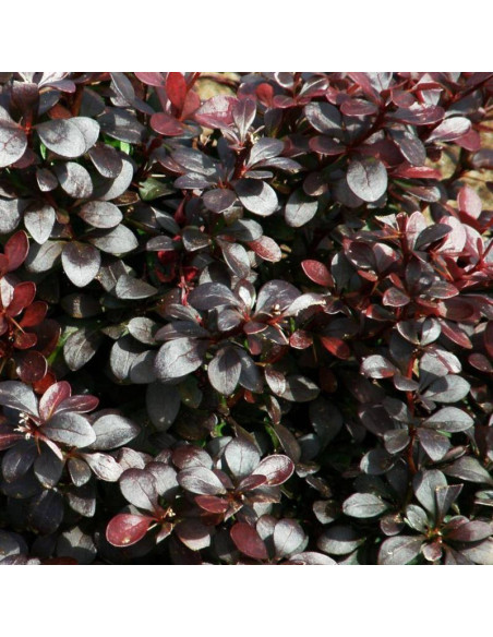 Berberys thunberga Berberis thunbergii Dart's Purple