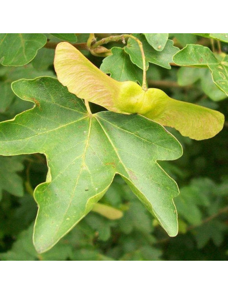 Klon polny Acer campestre