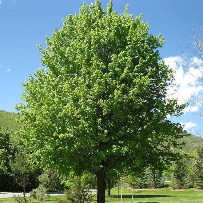 Acer campestre Klon polny