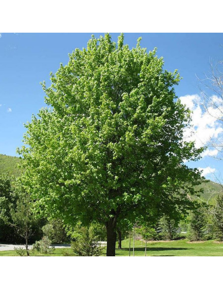 Acer campestre Klon polny