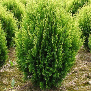 Tuja Kórnik Thuja plicata