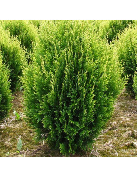 Tuja Kórnik Thuja plicata