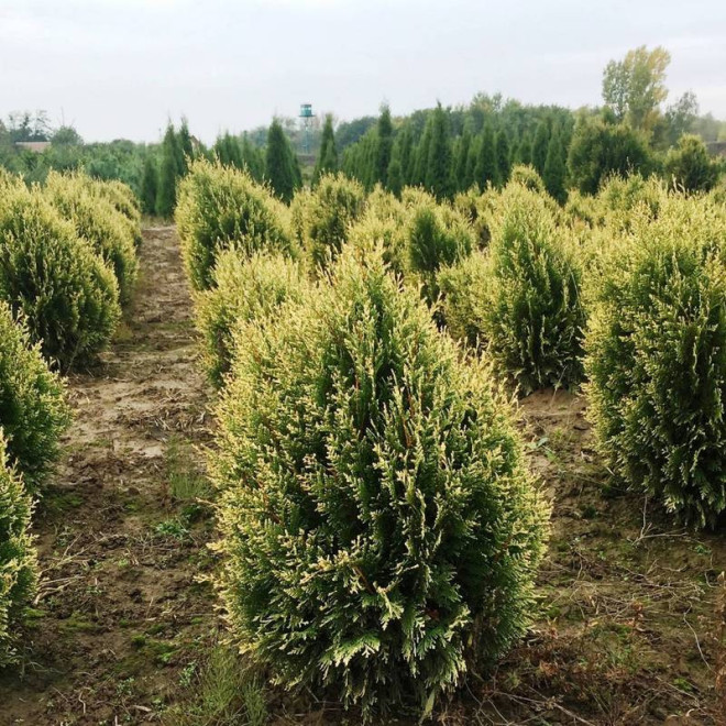 Thuja plicata Tuja Kórnik
