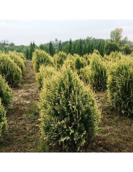 Thuja plicata Tuja Kórnik