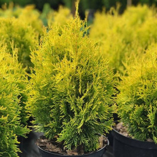 Tuja Malonyana Thuja occidentalis