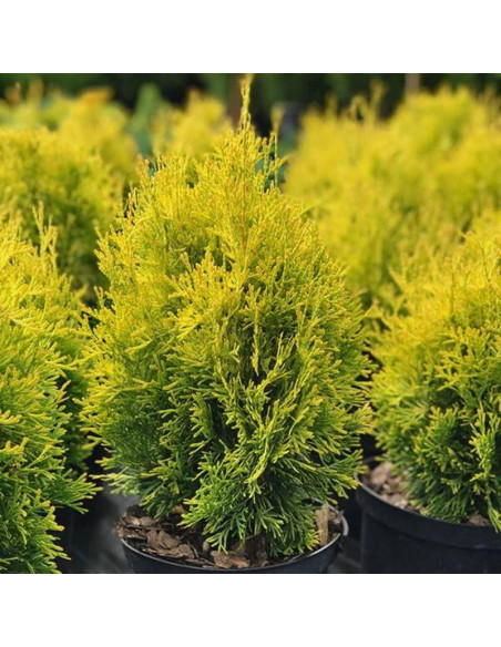 Tuja Malonyana Thuja occidentalis