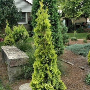 Tuja Malonyana Thuja occidentalis 2