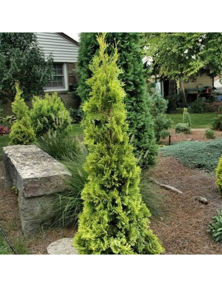 Żywotnik zachodni Malonyana Thuja occidentalis - Szkółka Florela