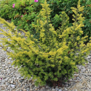 Cis pospolity Aurea Decora Taxus baccata