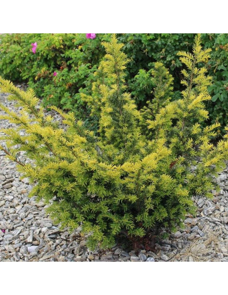 Cis pospolity Aurea Decora Taxus baccata