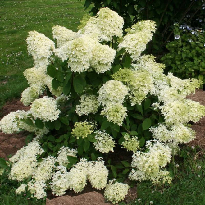 Hortensja bukietowa Ren 101 Diamantino PBR Hydrangea paniculata