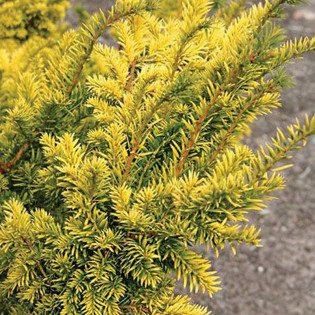 Cis pospolity Aurea Decora Taxus baccata 2