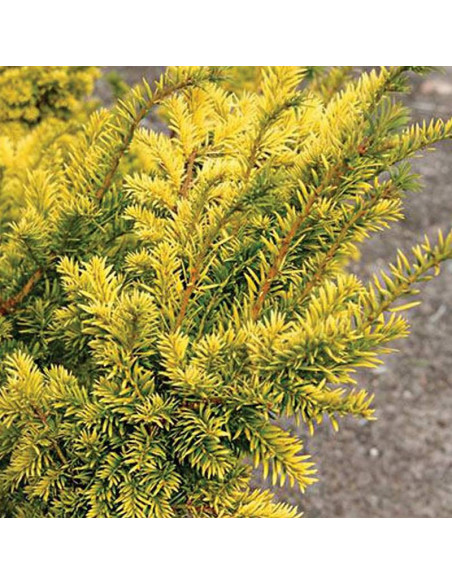 Aurea Decora Taxus baccata Cis pospolity