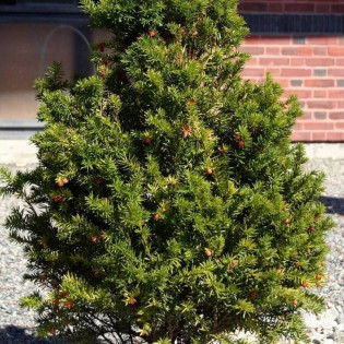 Cis pospolity Taxus baccata